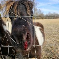 Luna Veterinary Services ico