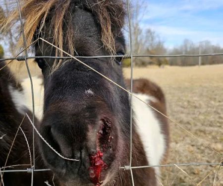 Luna Veterinary Services