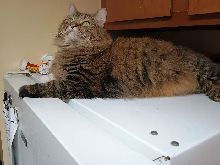 Luna Veterinary Services Picture 8