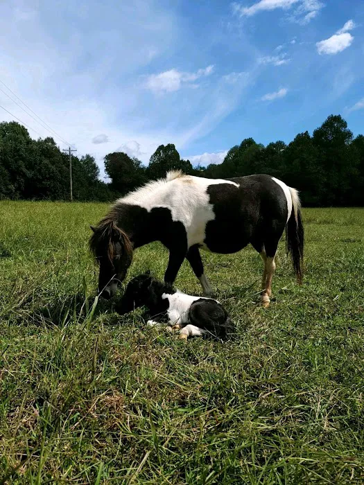 Luna Veterinary Services Picture 2