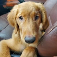 Tigertown Veterinary Hospital ico