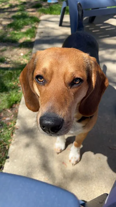 Tigertown Veterinary Hospital Picture 3