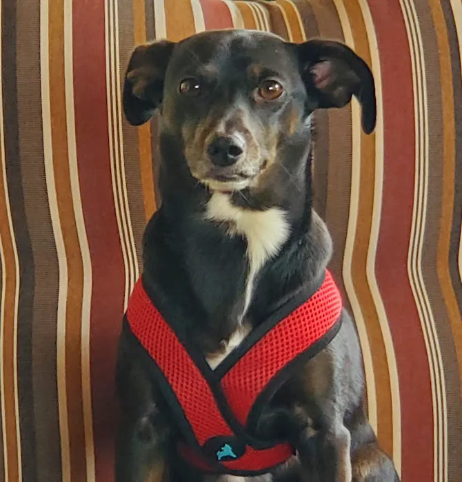 Tigertown Veterinary Hospital Picture 4