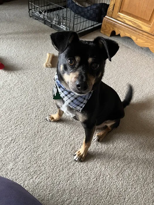 Tigertown Veterinary Hospital Picture 8