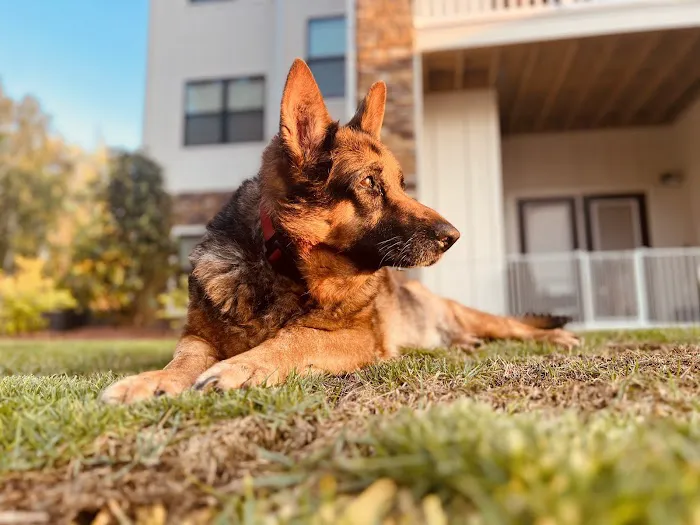 Tigertown Veterinary Hospital Picture 6