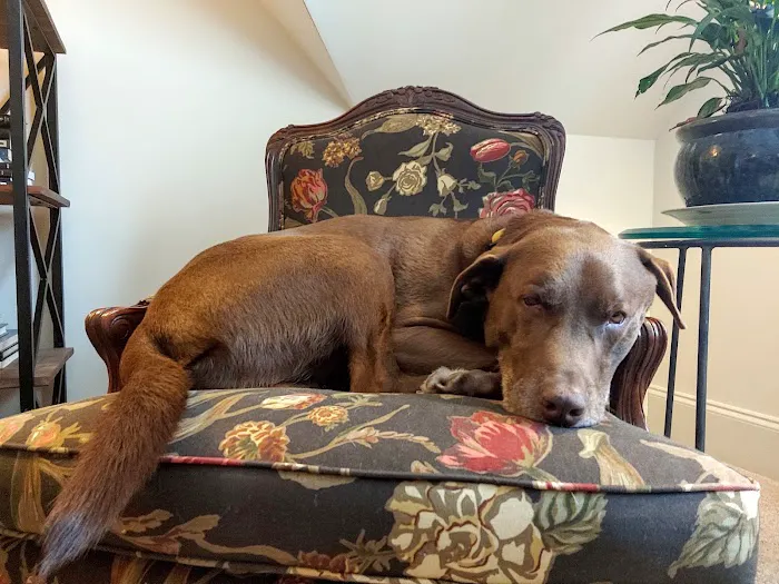 Tigertown Veterinary Hospital Picture 9