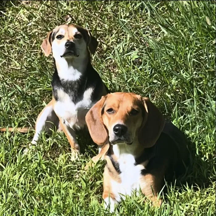 Tigertown Veterinary Hospital Picture 5