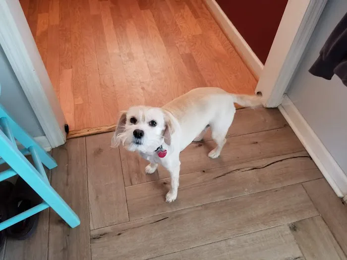 Tigertown Veterinary Hospital Picture 7