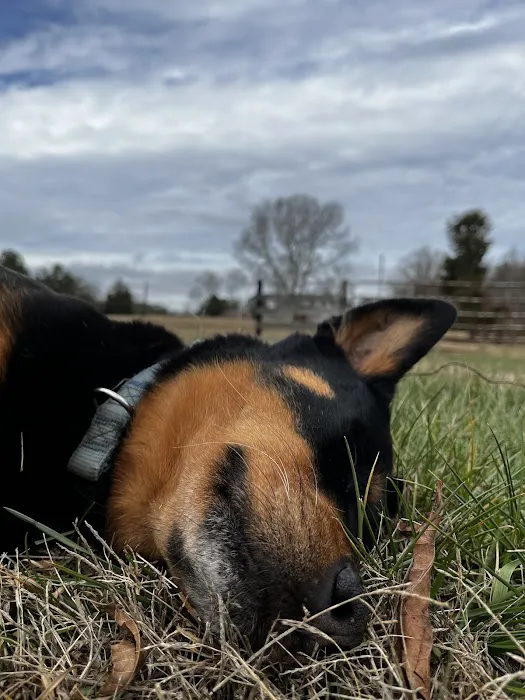 Tigertown Veterinary Hospital Picture 10