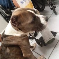 FurBuds Veterinary ico