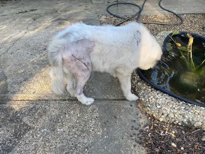 FurBuds Veterinary Picture 9