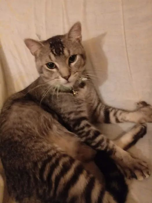 Parkway Animal Hospital Picture 1