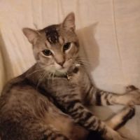 Parkway Animal Hospital ico