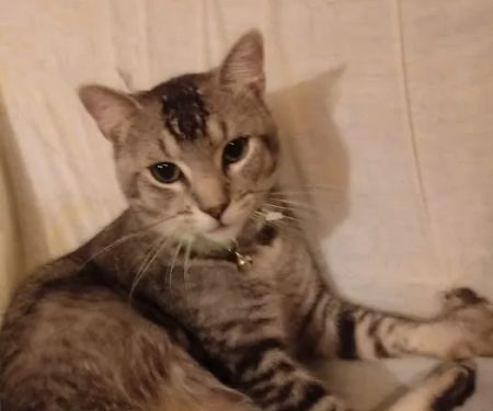 Parkway Animal Hospital