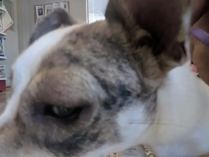 Parkway Animal Hospital Picture 2