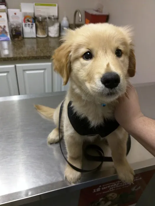 East University Veterinary Hospital Picture 1