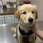 East University Veterinary Hospital