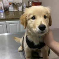 East University Veterinary Hospital ico