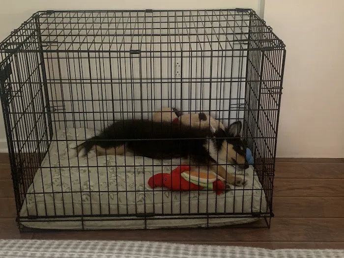 East University Veterinary Hospital Picture 9