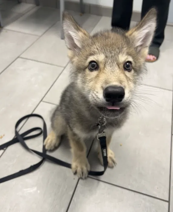 East University Veterinary Hospital Picture 4