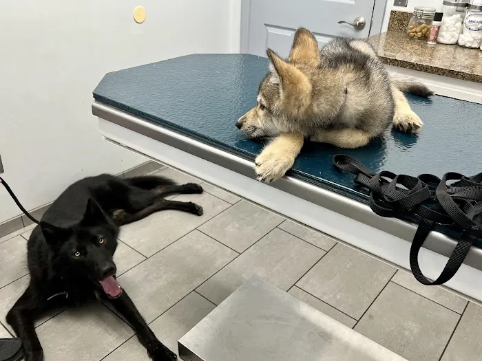 East University Veterinary Hospital Picture 7