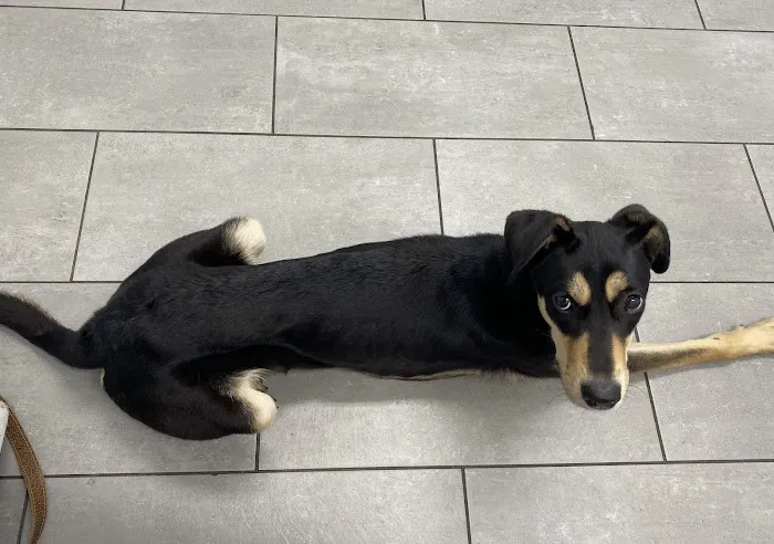 East University Veterinary Hospital Picture 8