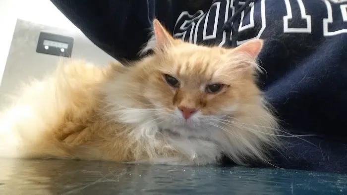 East University Veterinary Hospital Picture 6