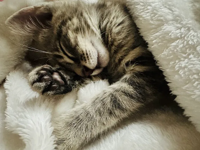 MAC Animal Clinic Picture 5