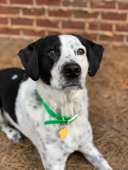 MAC Animal Clinic Picture 6