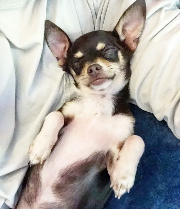 Auburn Veterinary Hospital Picture 1