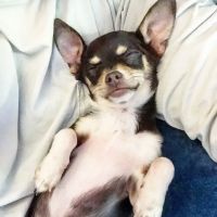 Auburn Veterinary Hospital ico