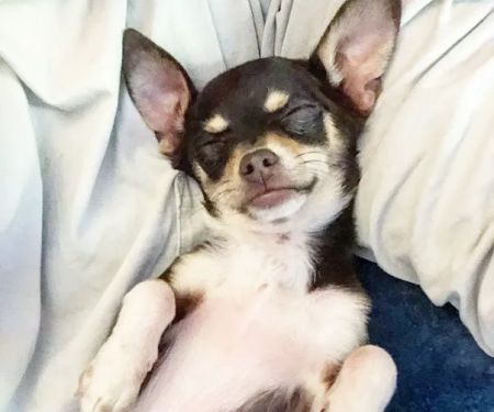 Auburn Veterinary Hospital