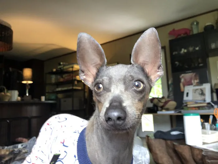 Auburn Veterinary Hospital Picture 3