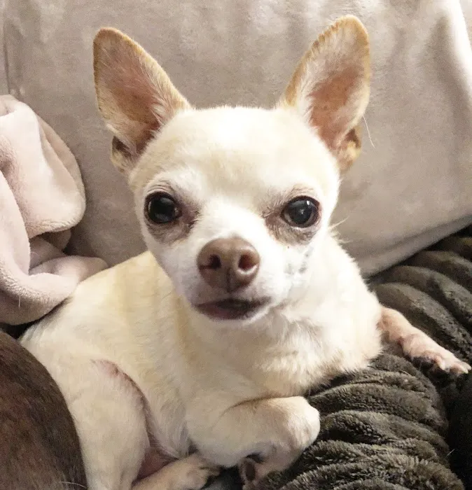 Auburn Veterinary Hospital Picture 2