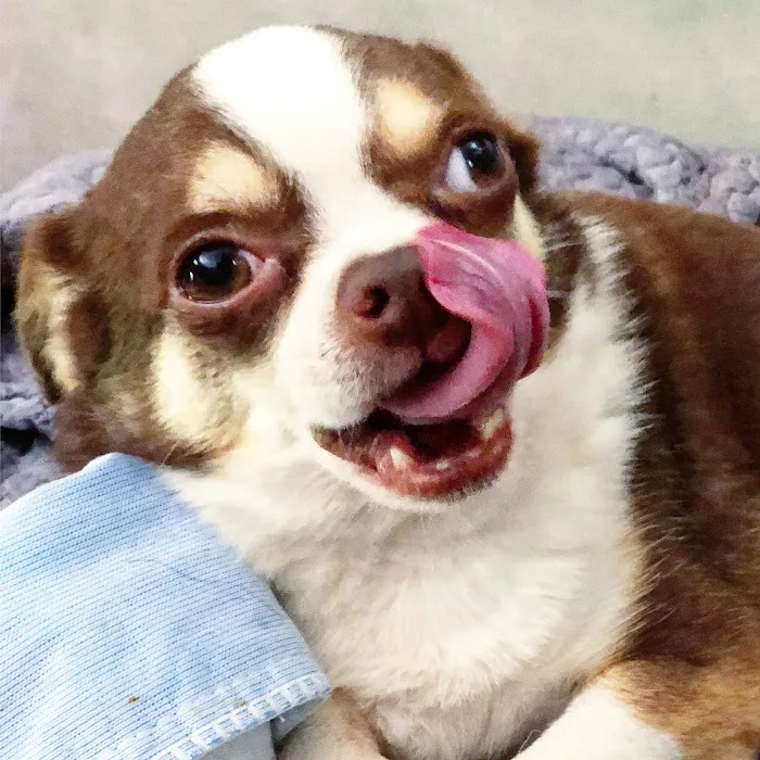 Auburn Veterinary Hospital Picture 5