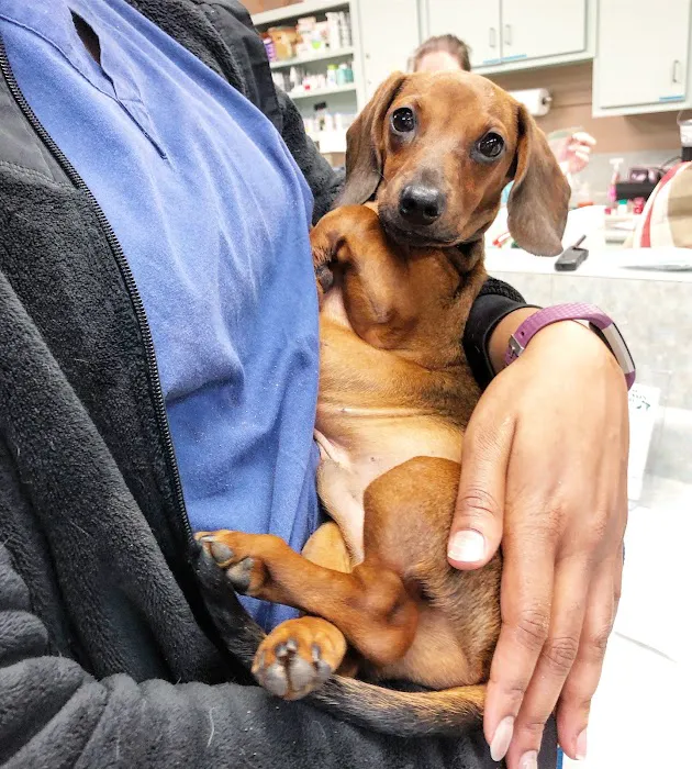 Auburn Veterinary Hospital Picture 7