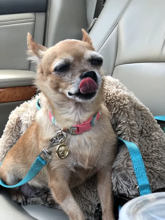 Auburn Veterinary Hospital Picture 6