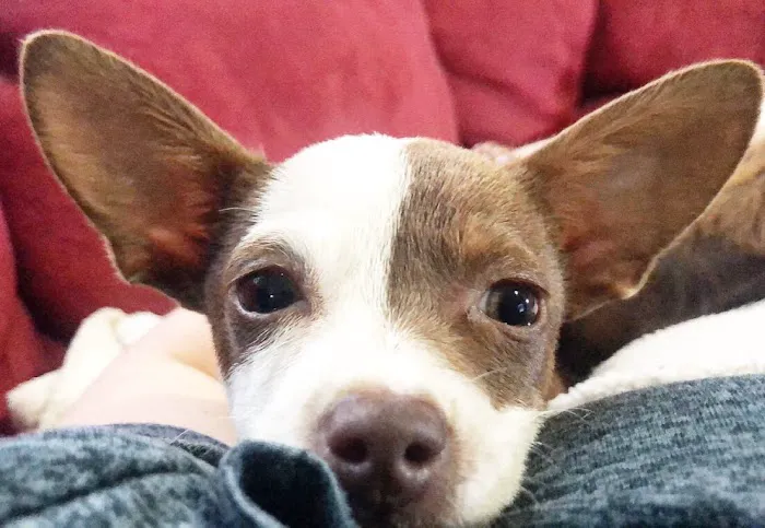 Auburn Veterinary Hospital Picture 4