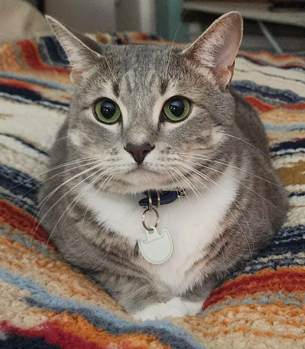 Moores Mill Animal Hospital Picture 1