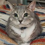 Moores Mill Animal Hospital