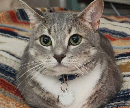 Moores Mill Animal Hospital