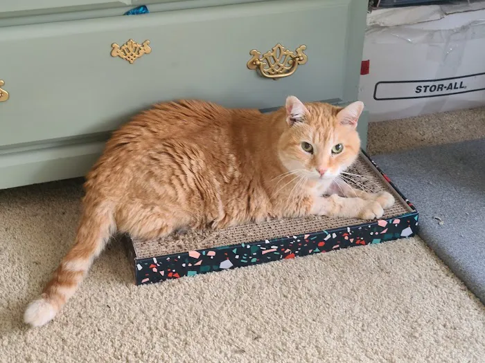 Moores Mill Animal Hospital Picture 2