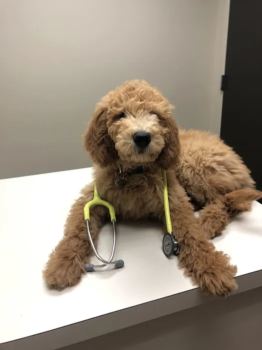 Moores Mill Animal Hospital Picture 5