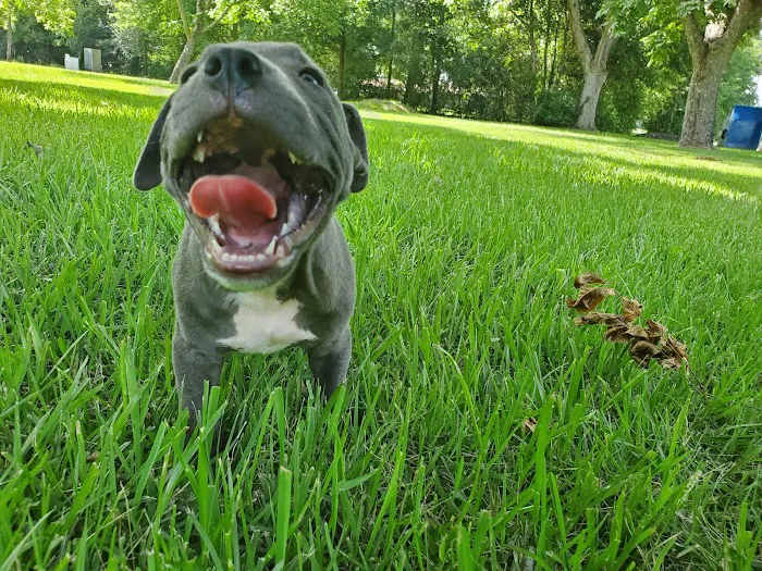 Moores Mill Animal Hospital Picture 6