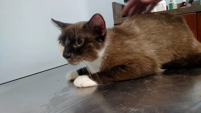 Midland Animal Hospital Picture 3