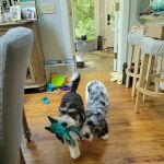 Midland Animal Hospital