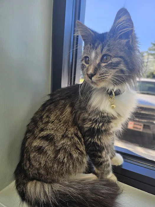 Midland Animal Hospital Picture 9