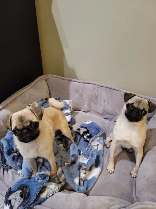 Southeastern Veterinary Specialty Center Picture 1