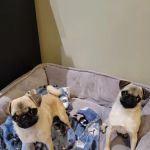 Southeastern Veterinary Specialty Center