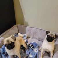 Southeastern Veterinary Specialty Center ico